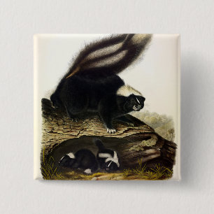 Badge Carré 5 Cm Skunk américaine commune, Striped Skunk, par Audub