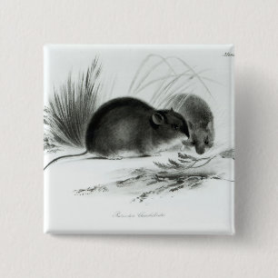 Badge Carré 5 Cm Souris, Terre de Feu, Amérique du Sud c.1832-36