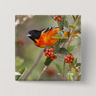 Badge Carré 5 Cm South Padre Island, Texas, États-Unis, Oriole de B