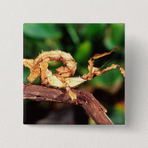 Badge Carré 5 Cm Spectre de Macleay (Phasme épineux),