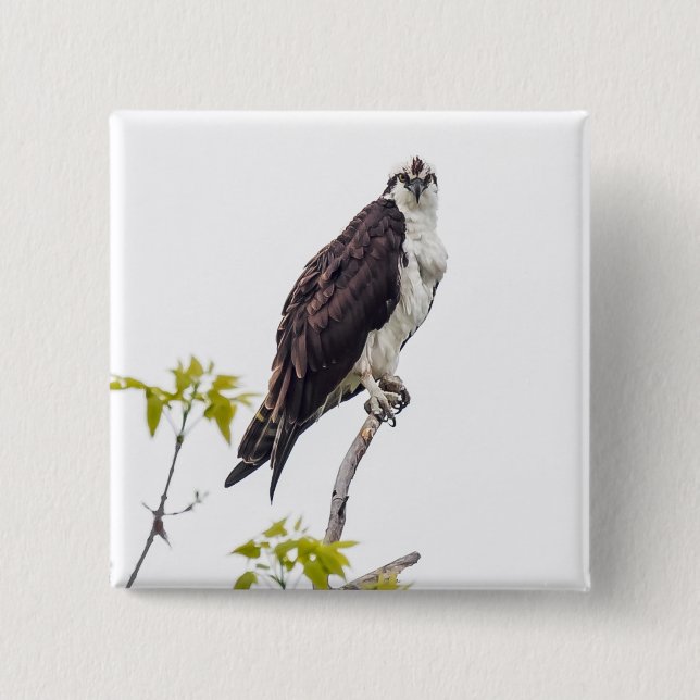 Badge Carré 5 Cm Staring Osprey (Devant)