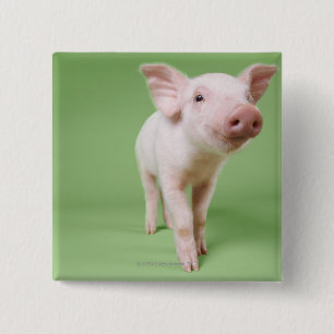 Badge Carré 5 Cm Studio Cut Out of a Piglet