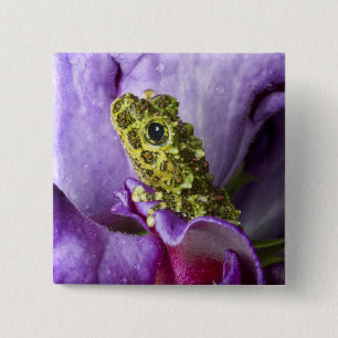Badge Carré 5 Cm Sud-est du Vietnam. Gros plan sur la grenouille ar