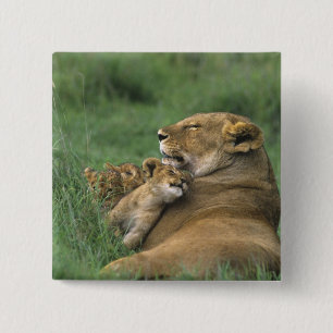 Badge Carré 5 Cm Tanzanie, cratère du Ngorongoro. Lionne africaine