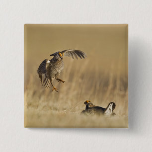 Badge Carré 5 Cm Tétras des prairies mâles au lek dans le comté de