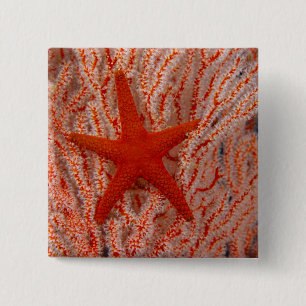 Badge Carré 5 Cm Thaïlande, étoile de mer