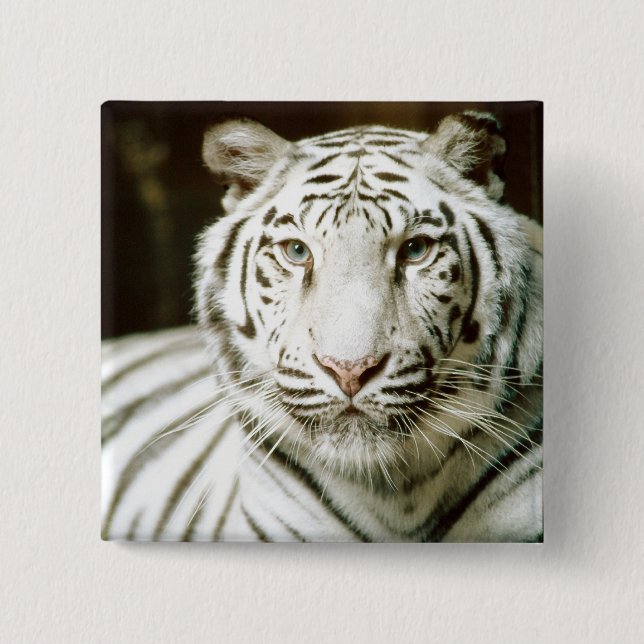 Badge Carré 5 Cm Tigre blanc (Devant)