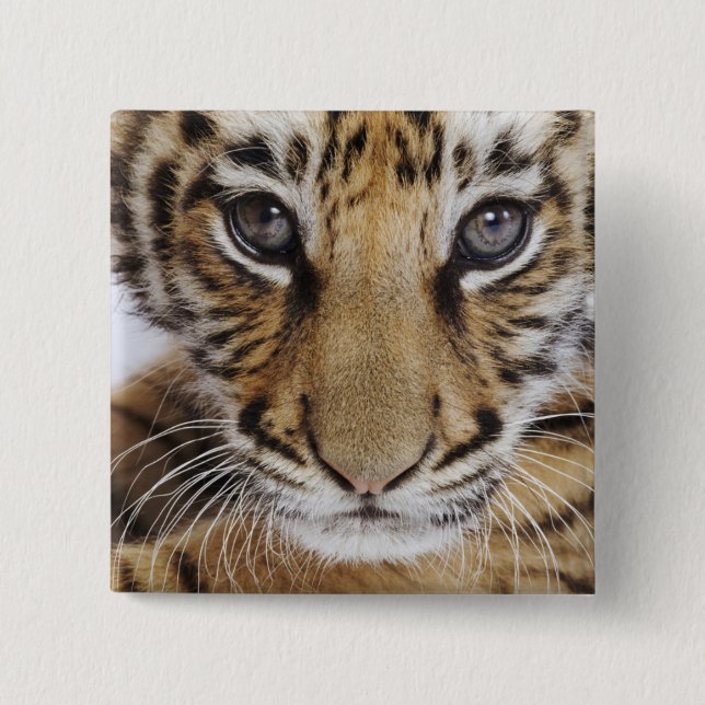 Badge Carré 5 Cm Tigre CUB (Devant)