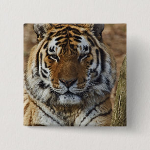Badge Carré 5 Cm Tigre du Bengale, Panthera tigris, Zoo de Louisvil