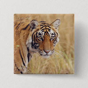 Badge Carré 5 Cm Tigre royal du Bengale