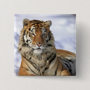 Badge Carré 5 Cm Tigre sibérien, altaica du Tigre de Panthera, Asi