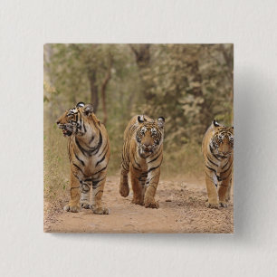 Badge Carré 5 Cm Tigres royaux du Bengale sur la piste, Ranthambhor