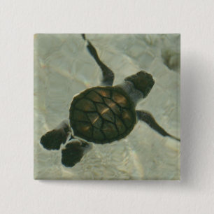 Badge Carré 5 Cm Tortue de mer de bébé nageant à la mer