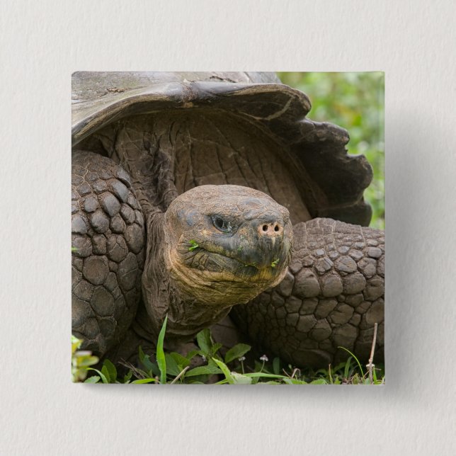 Badge Carré 5 Cm Tortue géante (Devant)