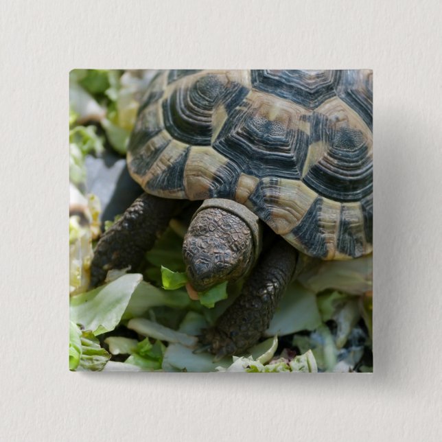 Badge Carré 5 Cm Tortue mignonne (Devant)