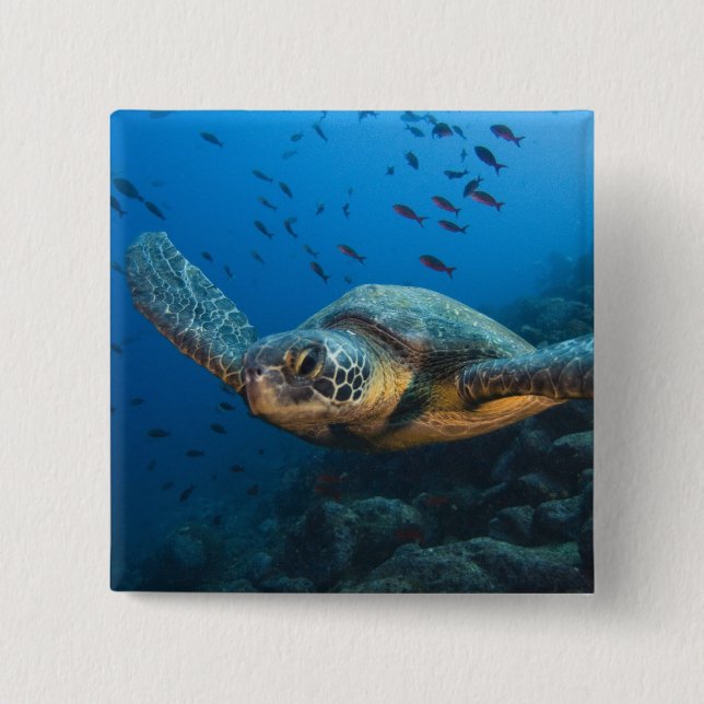 Badge Carré 5 Cm Tortue noire (verte) (Chelonia agassizi) (Devant)