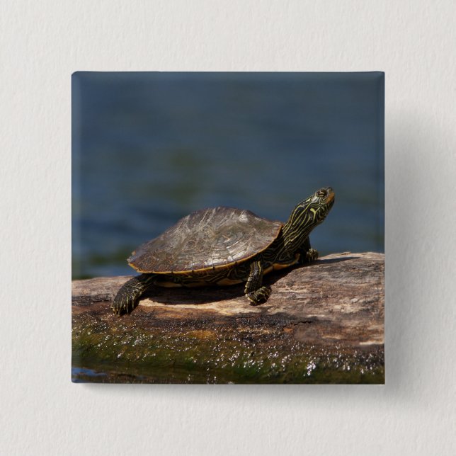 Badge Carré 5 Cm Tortue peinte sur un bûcher (Devant)