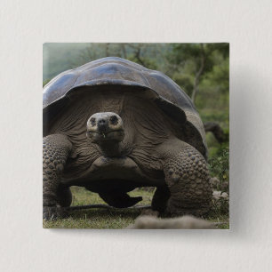Badge Carré 5 Cm Tortues géantes des Galapagos Geochelone