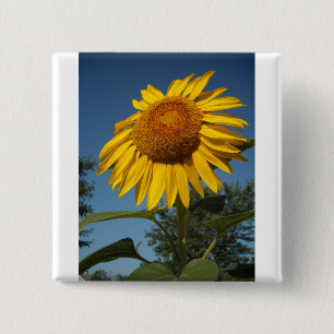 Badge Carré 5 Cm Tournesol du matin