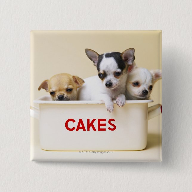 Badge Carré 5 Cm Trois chihuahua chippies en boîte à gâteau (Devant)