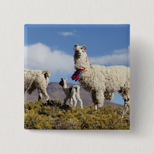 Badge Carré 5 Cm Troupeau de lamas décorés dans la Puna, montagnes