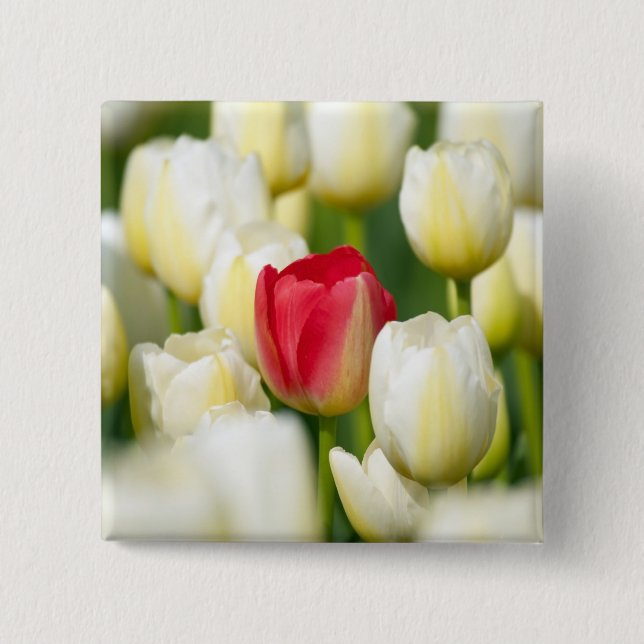 Badge Carré 5 Cm Tulipe rouge dans un domaine des tulipes blanches (Devant)
