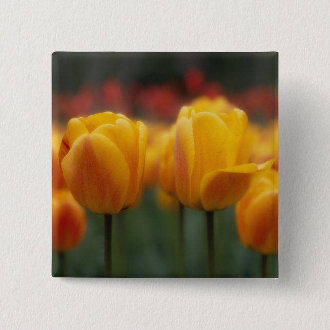 Badge Carré 5 Cm Tulipes 2 (Devant)