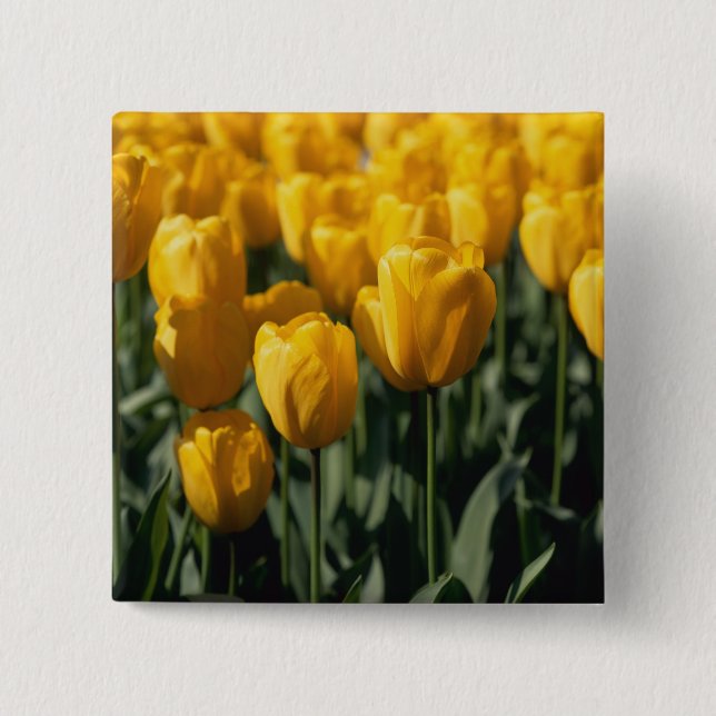 Badge Carré 5 Cm Tulipes 3 (Devant)