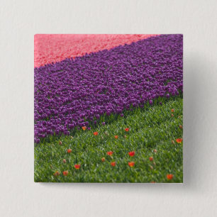 Badge Carré 5 Cm Tulipes dans les jardins de Keukenhof, Amsterdam,