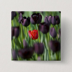 Badge Carré 5 Cm Tulipes dans les jardins de Keukenhof, Amsterdam,
