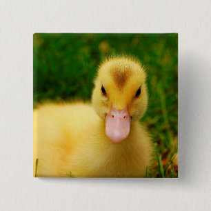 Badge Carré 5 Cm Un caneton minuscule