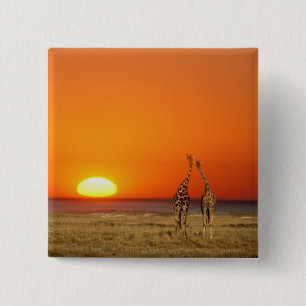 Badge Carré 5 Cm Un couple de girafes marche vers le coucher du sol
