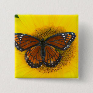 Badge Carré 5 Cm Un papillon vice-roi Limenitis Archippus