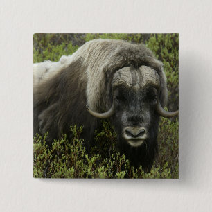 Badge Carré 5 Cm USA, Alaska, Nome. Gros plan du boeuf musqué