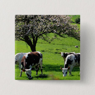 Badge Carré 5 Cm Vache parmi les pommiers en fleurs en Normandie