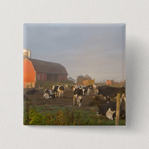 Badge Carré 5 Cm Vaches laitières Holstein à l'extérieur d'une gran