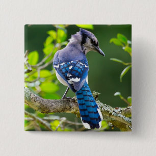Badge Carré 5 Cm Vêtements Cadeaux Photographie de la Nature Geai B