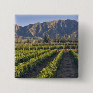 Badge Carré 5 Cm vignes de Cabernet Sauvignon à Huailai Rongchen