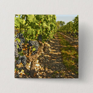 Badge Carré 5 Cm vignes de Cabernet Sauvignon alignées dans le