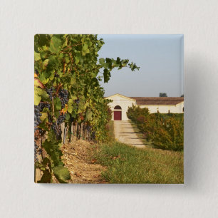 Badge Carré 5 Cm Vignobles, vignes de petit verdot et la cave dans