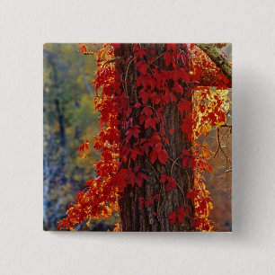 Badge Carré 5 Cm Virginia Creeper rouge vif en automne à
