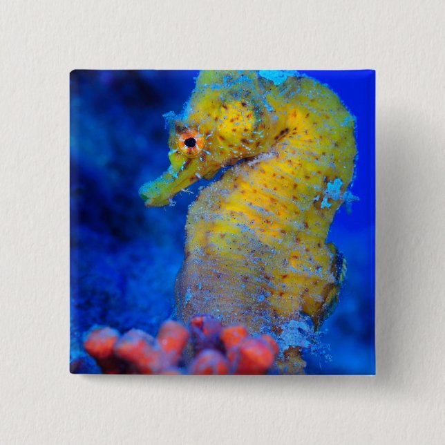 Badge Carré 5 Cm Voie maritime | Hippocampus (Devant)
