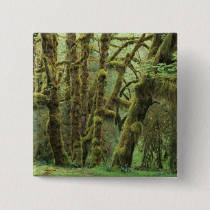 Badge Carré 5 Cm WA, parc national Olympique, forêt pluviale Hoh, H