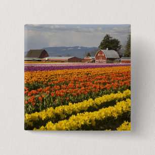Badge Carré 5 Cm WA, Skagit Valley, champs de tulipe en floraison, 