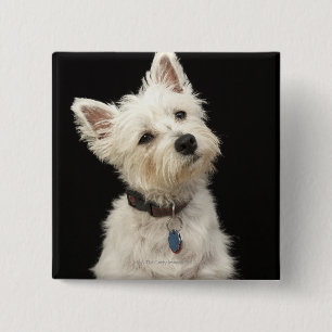 Badge Carré 5 Cm Westie (West Highland terrier) avec col