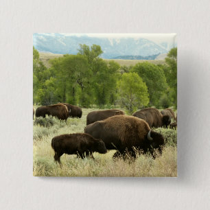Badge Carré 5 Cm Wyoming Bison Nature Animal Photographie