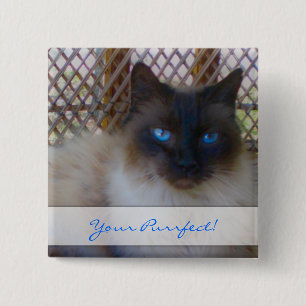 Badge Carré 5 Cm Yeux bleus Kitty votre bouton de Purrrfect