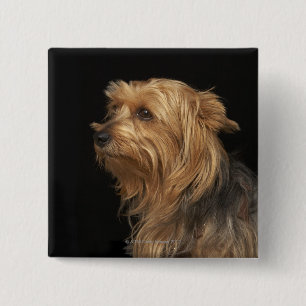 Badge Carré 5 Cm Yorkie noir et brun a laissé le profil sur le noi