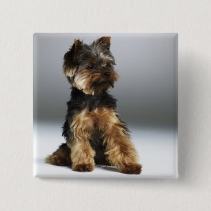 Badge Carré 5 Cm Yorkshire terrier, gros plan