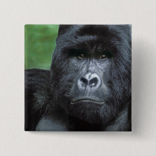 Badge Carré 5 Cm Zaïre, parc national des Virunga. Portrait de